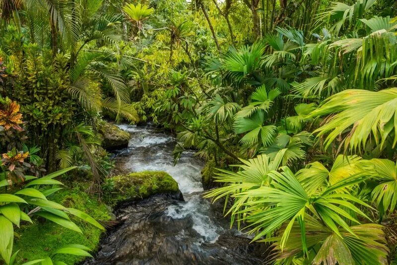 Монтеверде Коста Рика. Тропические леса Коста Рики. Монтеверде национальный парк. Коста Рика природа.