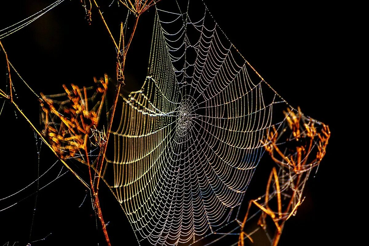 песни паутинка