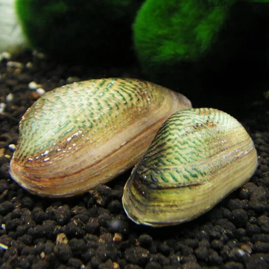 Мидия криспата. Мидия узорчатая криспата. Мидия криспата. Мидия криспата. Мидия узорчатая криспата.