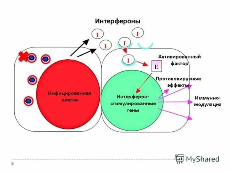 Выработка интерферонов. Интерфероны иммунология. Противовирусный эффект интерферонов схема. Механизм защитного действия интерферона. Механизм противовирусного действия Альфа интерферона.