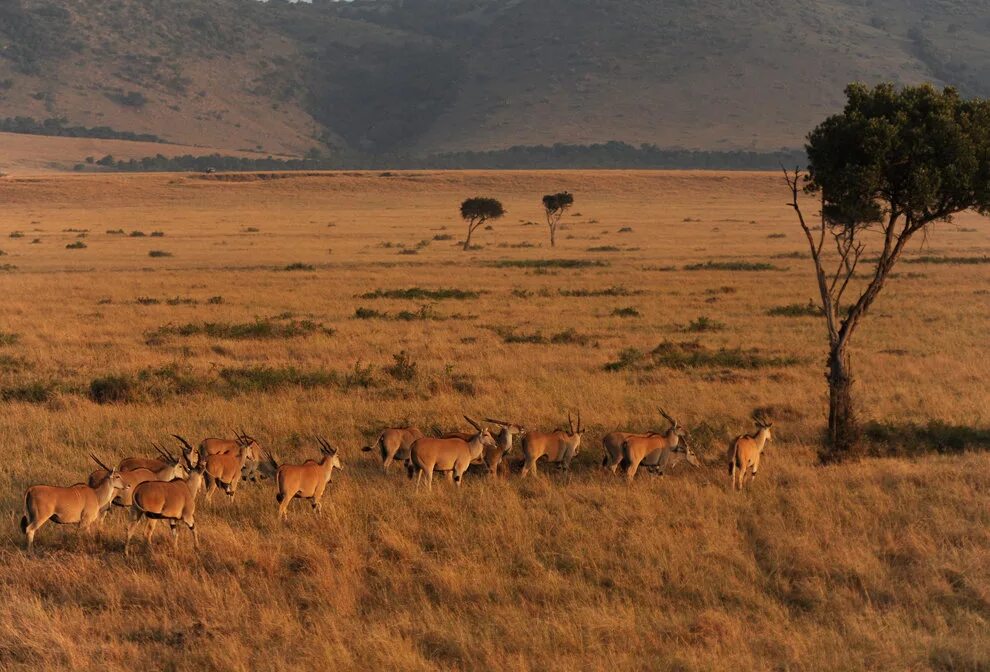 саванны и редколесья африки.