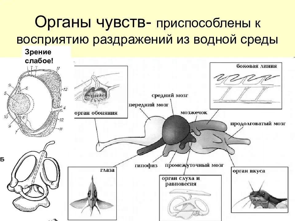 Особый орган чувств боковая линия. Органы чувств. Органы чувств в водной среде. Развитие органов чувств. Органы чувств рыб строение.