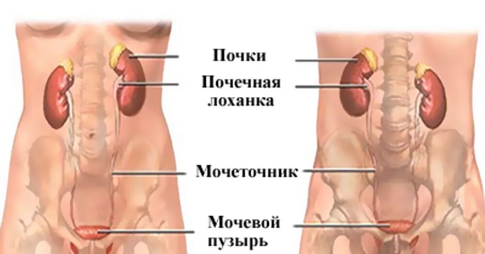 Показать где находятся почки. Мочеполовая система мужчины. расположение почек. где почки у человека. расположение почек у мужчин.