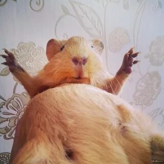 Свинка какала