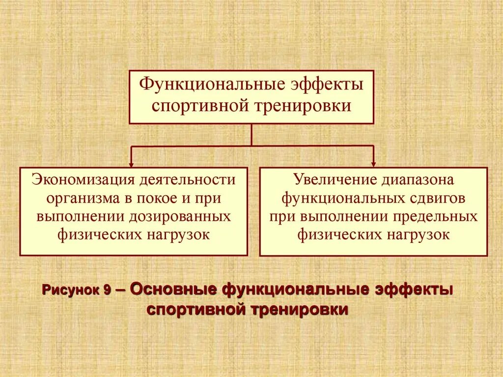 Функциональная подготовка спортсмена. Функциональные эффекты тренировки. Основные функциональные эффекты адаптации. Основные функциональные эффекты тренировки. Функциональные эффекты тренированности..