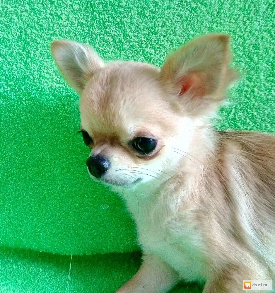 микро чихуахуа хуа. чихуахуа мини. свежие объявления купить чихуахуа. чихуахуа мини. чихуахуа.