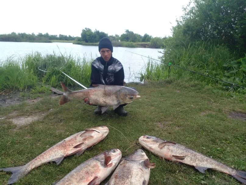 На крючок рыбалка в пензе. Рузское водохранилище рыбалка. Пруд во Вьясе Пензенской области. Рыбы Пензенской области. Рыба в реке Нерль.