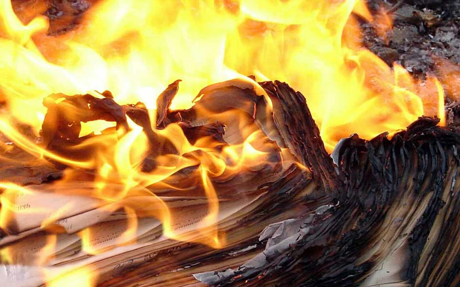 Горящее дерево. Light my way. Цветмет жгут в костре. Женщина огонь. Женщина на фоне огня.