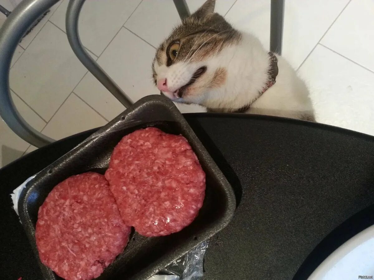 Смешная котлета. Коты и котлеты. Кот ворует колбасу. Кот с колбасой. Мясо есть мясо мем