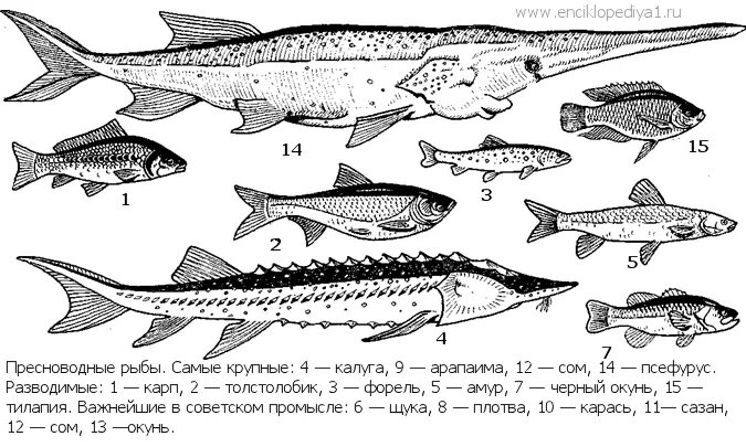 морская промысловая рыба 5 букв сканворд. промысловые рыбы баренцева моря. рыба семейства ирксковых м. морская промысловая рыба 5 букв сканворд. рыбы семейства тресковых названия.