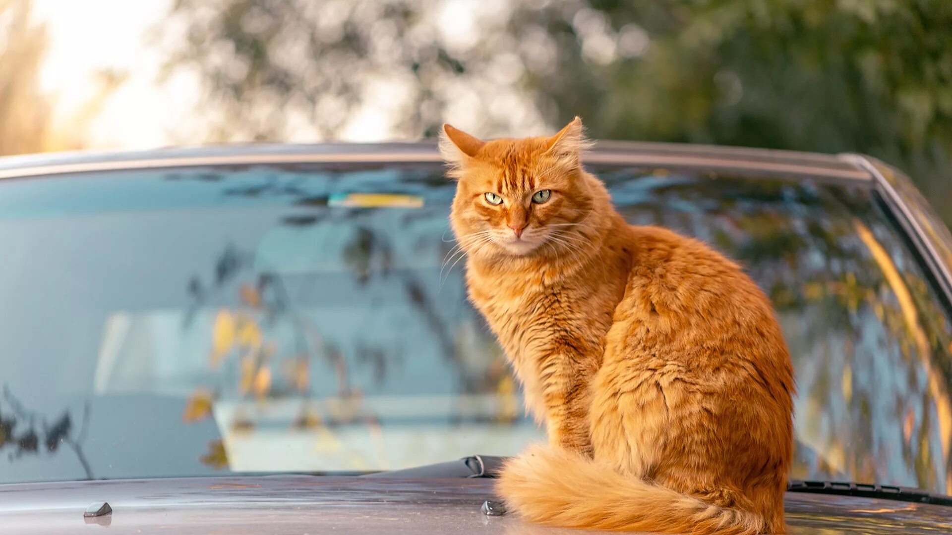 Кошка на капоте. Рыжая кошка. Рыжий кот сидит. Рыжий кот на капоте. Кот в машине.