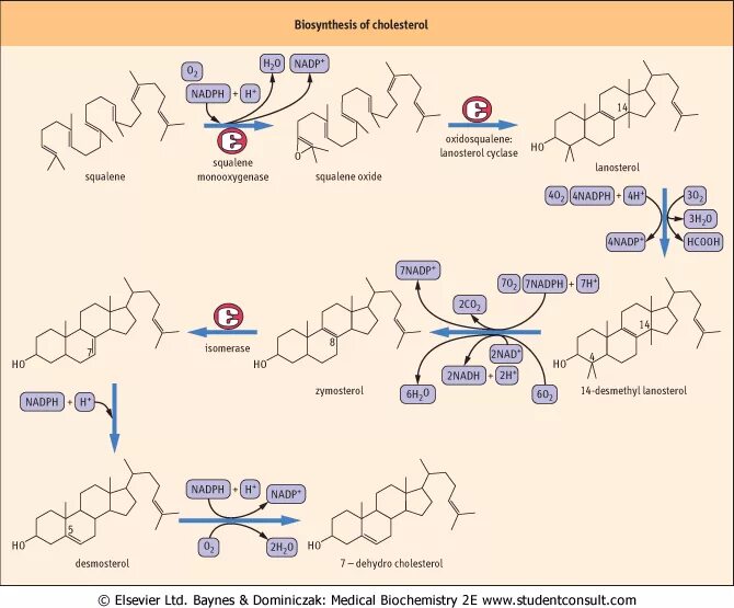 Для чего нужен сквален. Сквален ланостерин холестерин. Превращение ланостерина в холестерол. Превращение ланостерина в холестерин. Ланостерол в холестерол.
