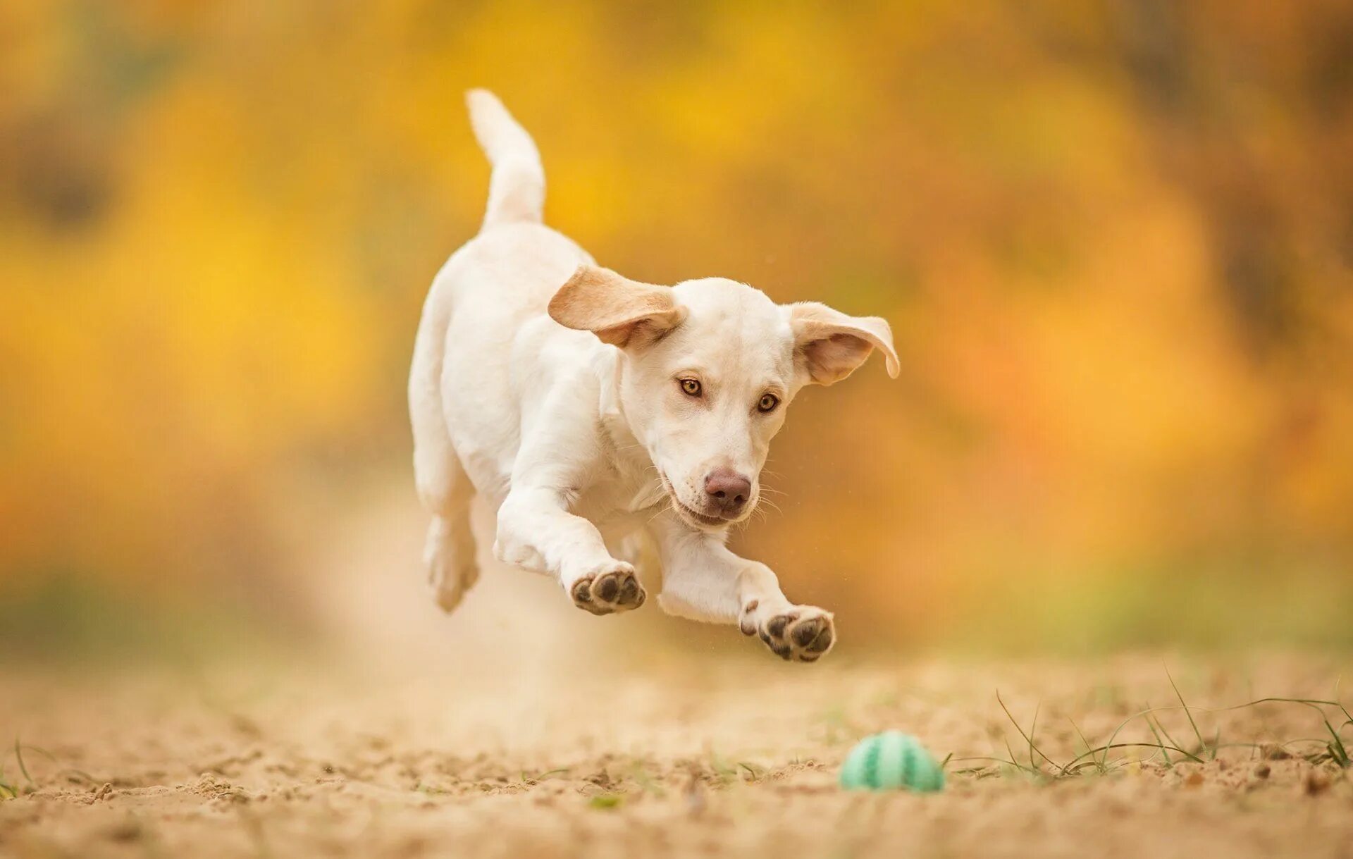 My dog running
