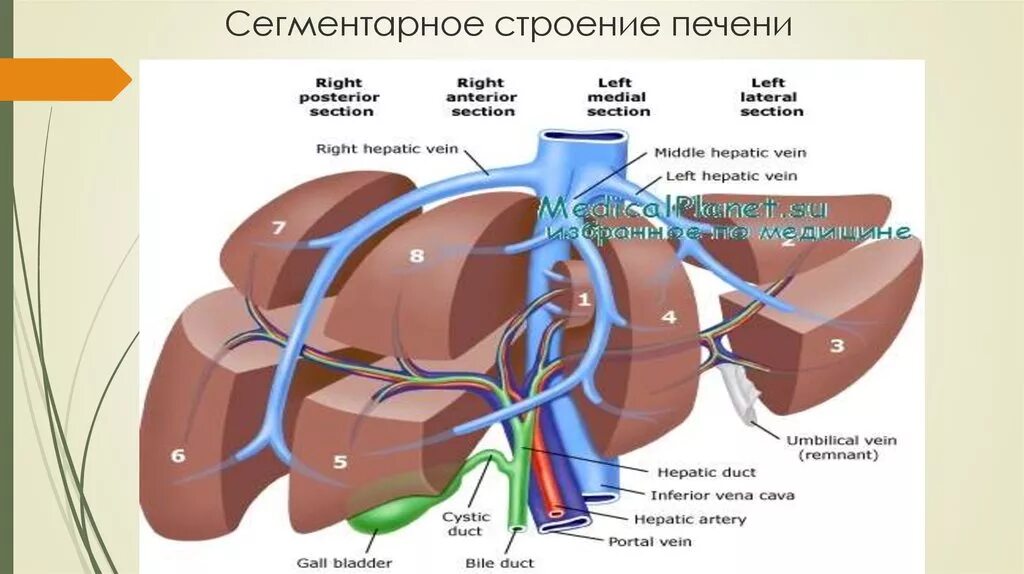 Укажите доли печени. Строение печени вид спереди. Внутреннее строение печени анатомия. Строение печени оболочки.