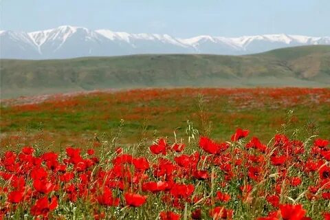 Фотосуреттердегі қынаптың түрлері