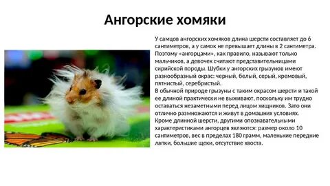 Текст хамстер