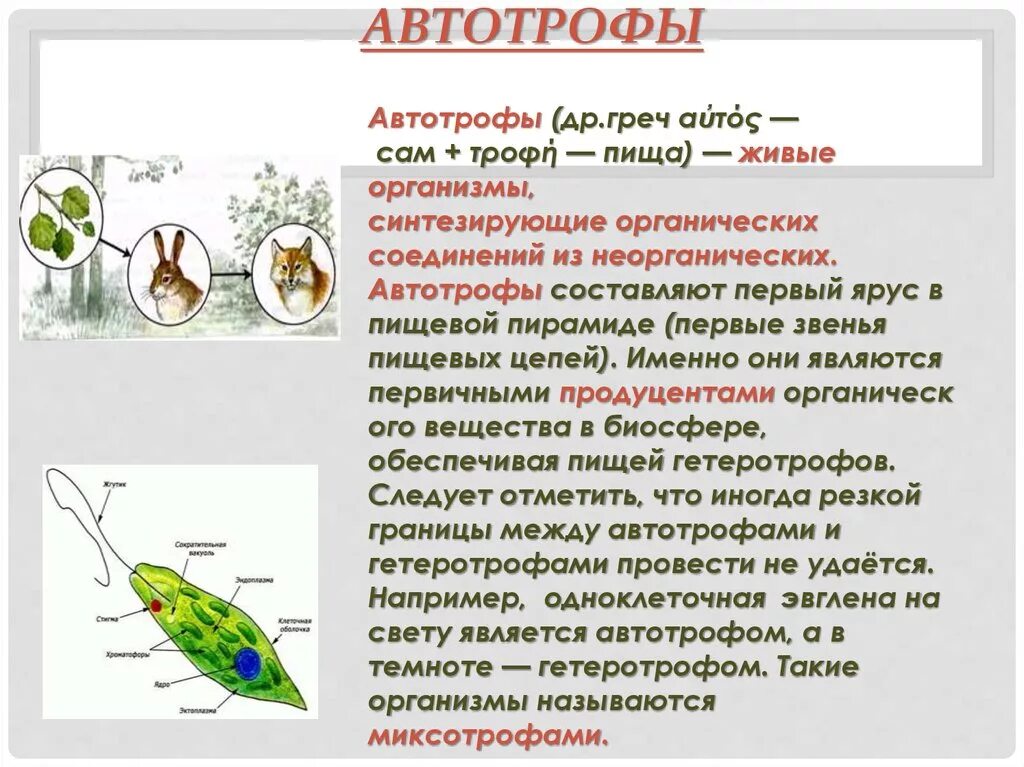 Автотрофы организмы способные. Автотрофные протисты Тип питания. Организмы автотрофы. Автотрофы примеры организмов. Простейшие автотрофы примеры.