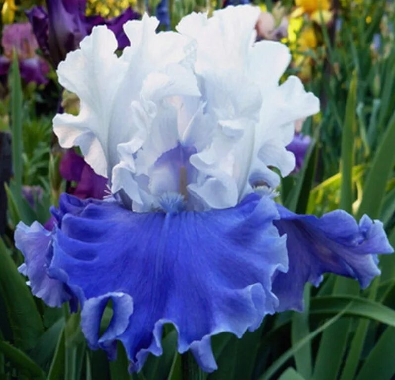 зимостойкость ирисов. зимостойкость ирисов. ирис roanokes choice. ирис бледный альба вариегата. ирис бородатый.