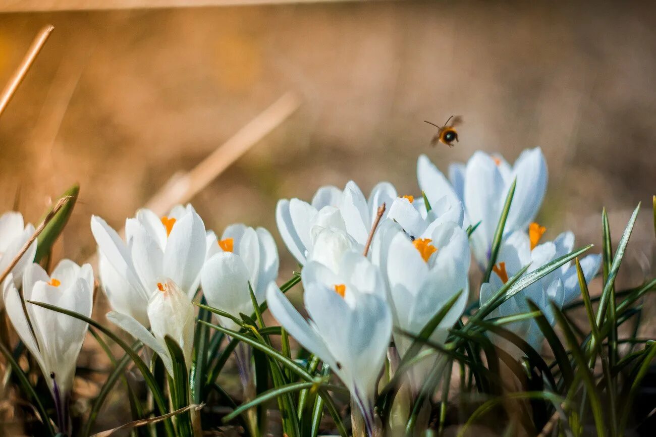 подснежники на подоконнике. доброе утро стподснежниками. утренние подснежники. мимоза тюльпаны подснежники. пролески с добрым утром.