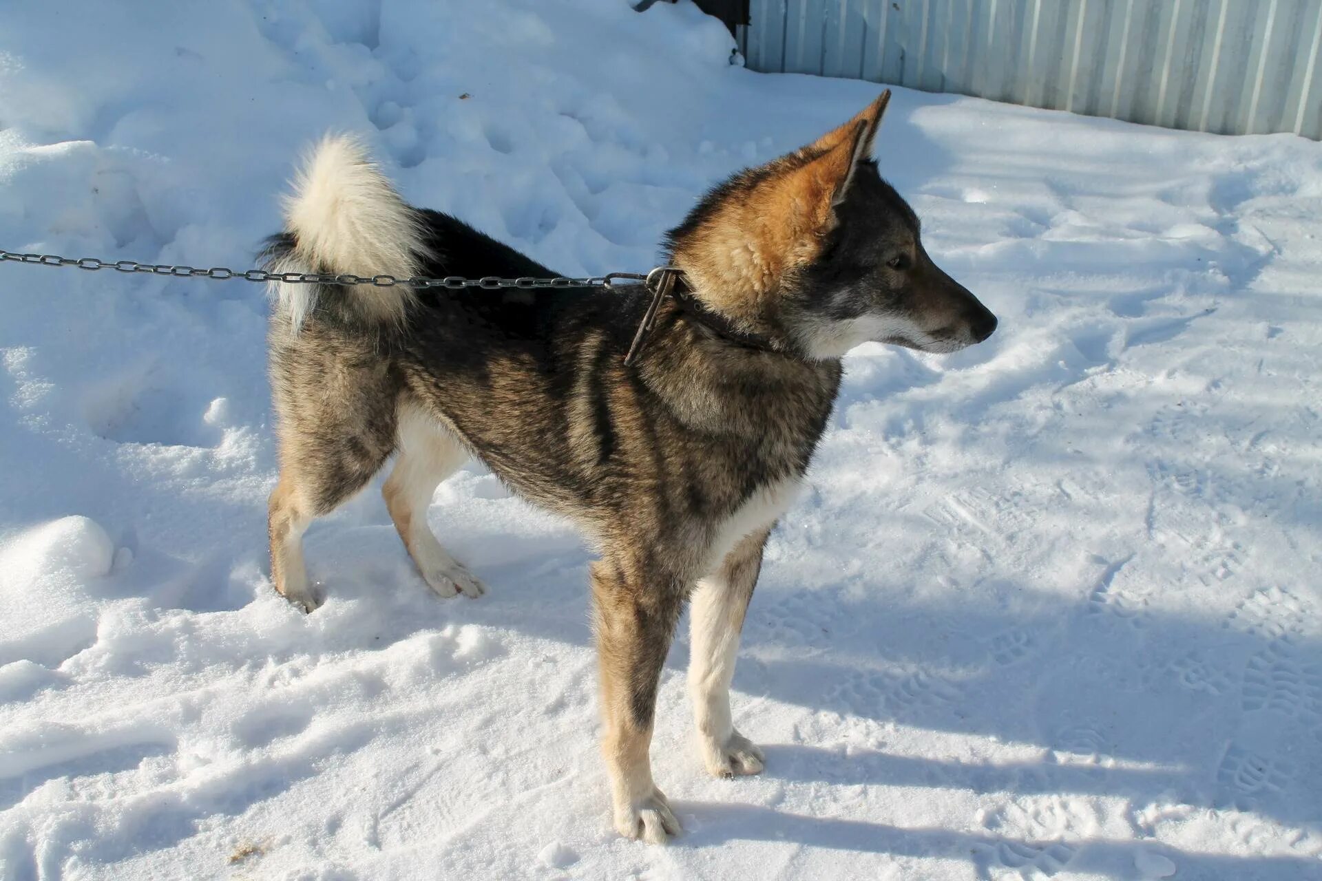 3 лайка. Лайка 3 месяца. Щенки ЗСЛ 3 месяца. Щенок Западно сибирской лайки 3 месяца. Месячная Западносибирская лайка.