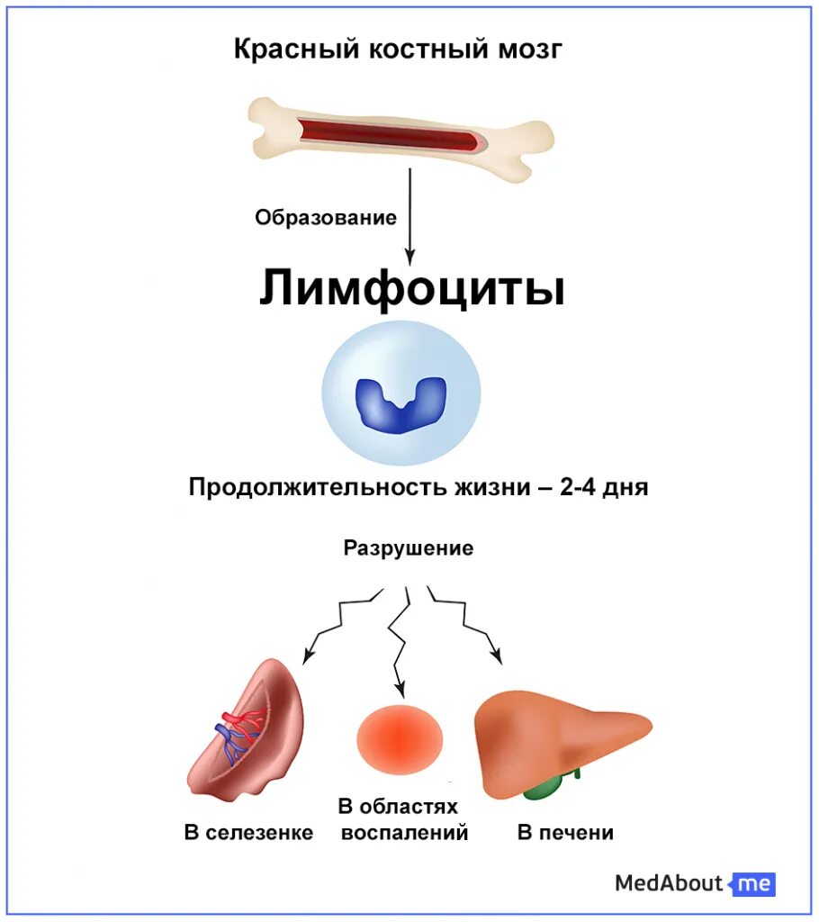 Как поднять лейкоциты в крови у мужчины. Еда повышающая лейкоциты в крови. Для поднятия лейкоцитов. Еда для поднятия лейкоцитов. Продукты для поднятия лейкоцитов.