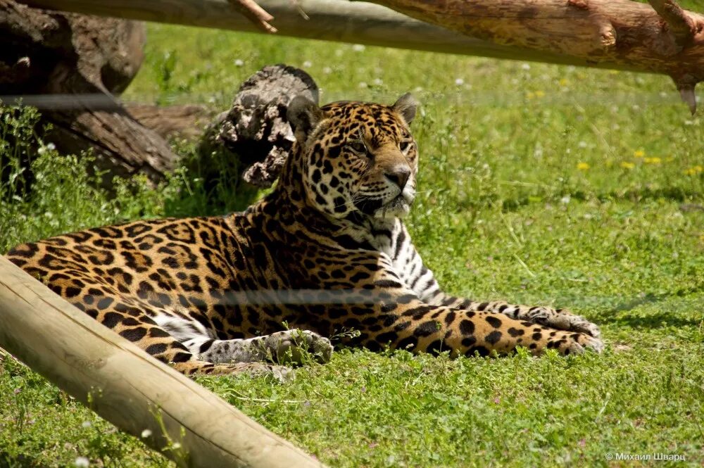 Сафари парк москва. Safari Park Краснодар. Сафари парк Краснодар фото. Сафари в Москве.