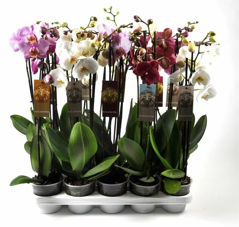 Орхидея купить в туле. Орхидея фаленопсис микс. Фаленопсис микс 1 стрелка d12 h38-55. Фаленопсис Люкс микс. Фаленопсис микс 7.