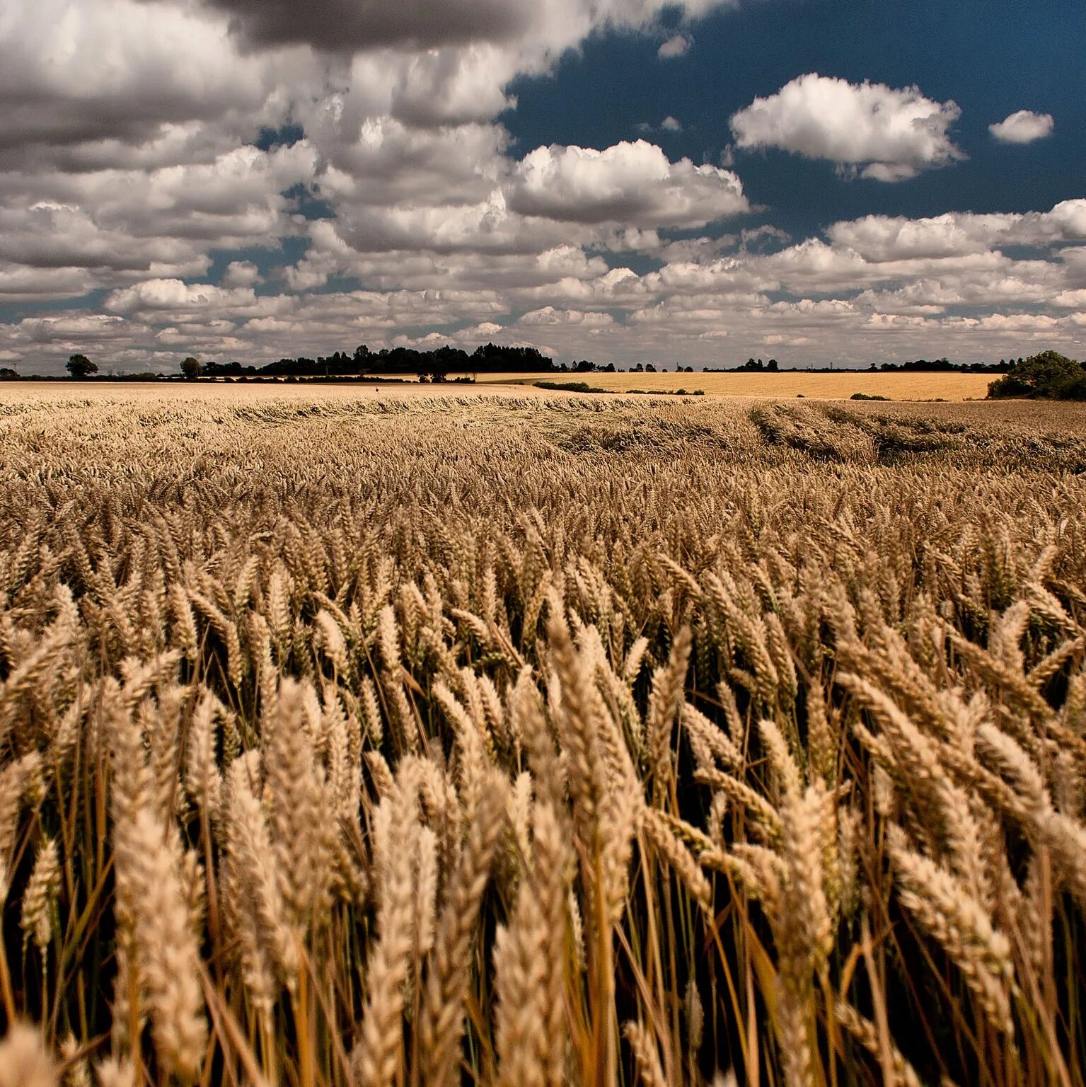 Отличные пшеничные. Агнес денес пшеничное поле. Хлебные поля Краснодарского края. Пшеничное поле Вангол. Ковыльная степь и пшеничное поле.
