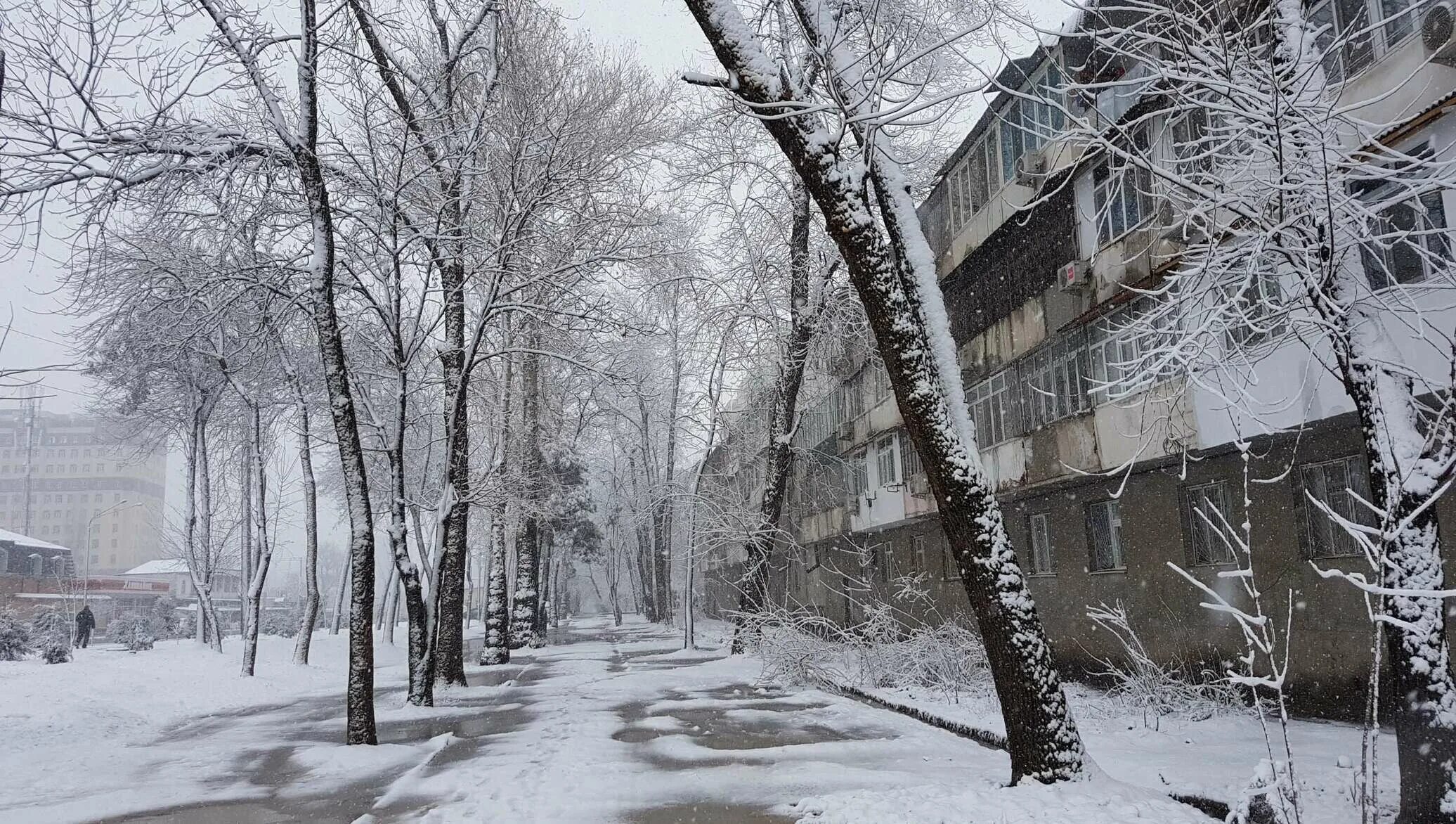 Душанбе метель. Снег в Душанбе. Душанбе в декабре на улице. Дожди и снег в городе Душанбе.