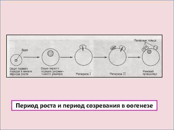 Созревание полярных телец. Схема развития яйцеклетки. Фолликулогенез схема. Фолликулогенез стадии. Фолликулы овогенез.