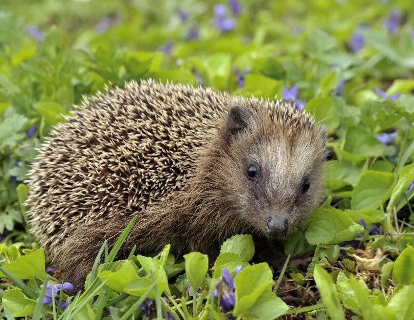 Образ жизни ежа. Erinaceus europaeus. Обыкновенный ёж. Насекомоядные обыкновенный ёж. Лесной ёж - Erinaceus Linnaeus.