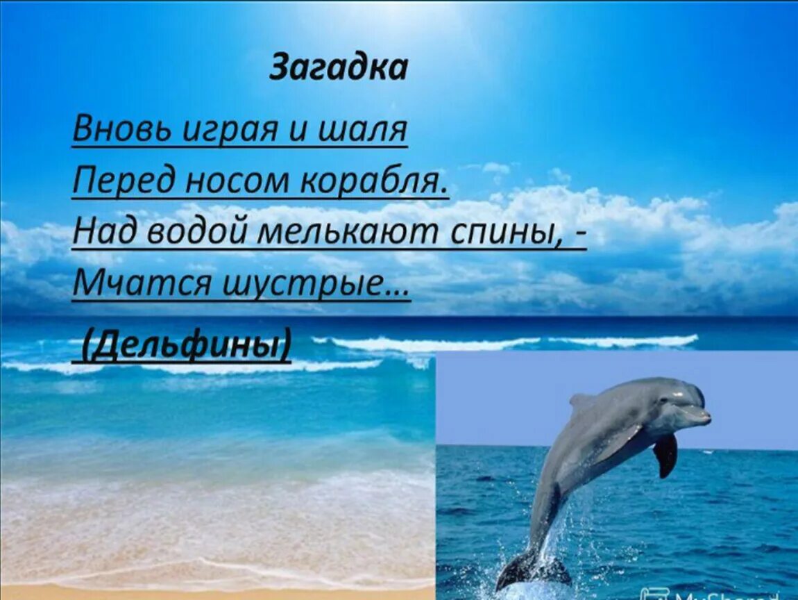 Загадка про океан. Загадка о дельфине. Загадки про дельфинов. Загадка про дельфина. Морские загадки.