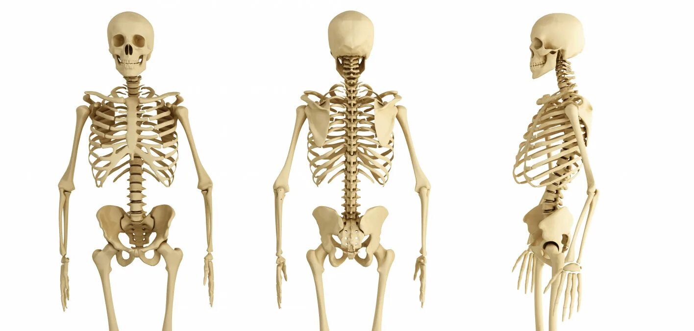 Скелет человека. Скелет человека для детей. Скелет человека картинка. Скелет человека для дошкольников.