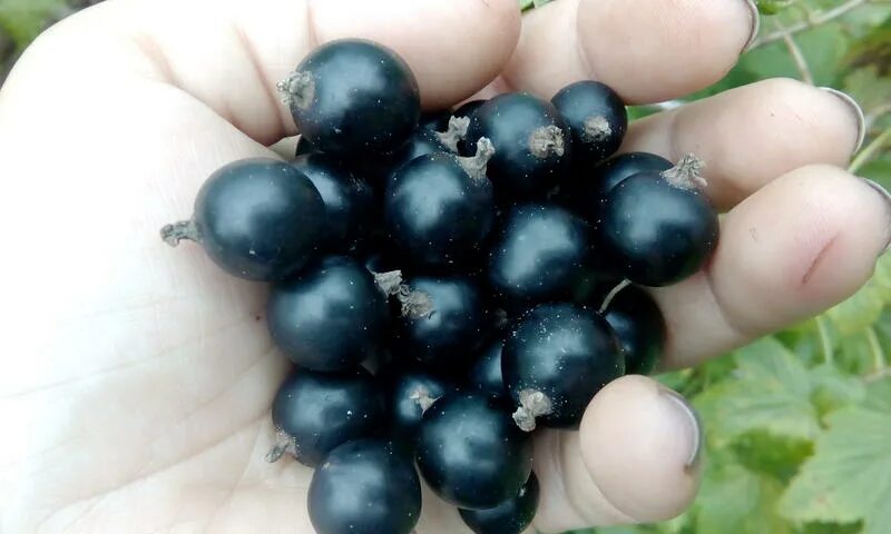 Смородина сорт изюмная. Черная смородина нестор козин. Смородина черная добрыня (с2). ). Смородина добрыня куст.