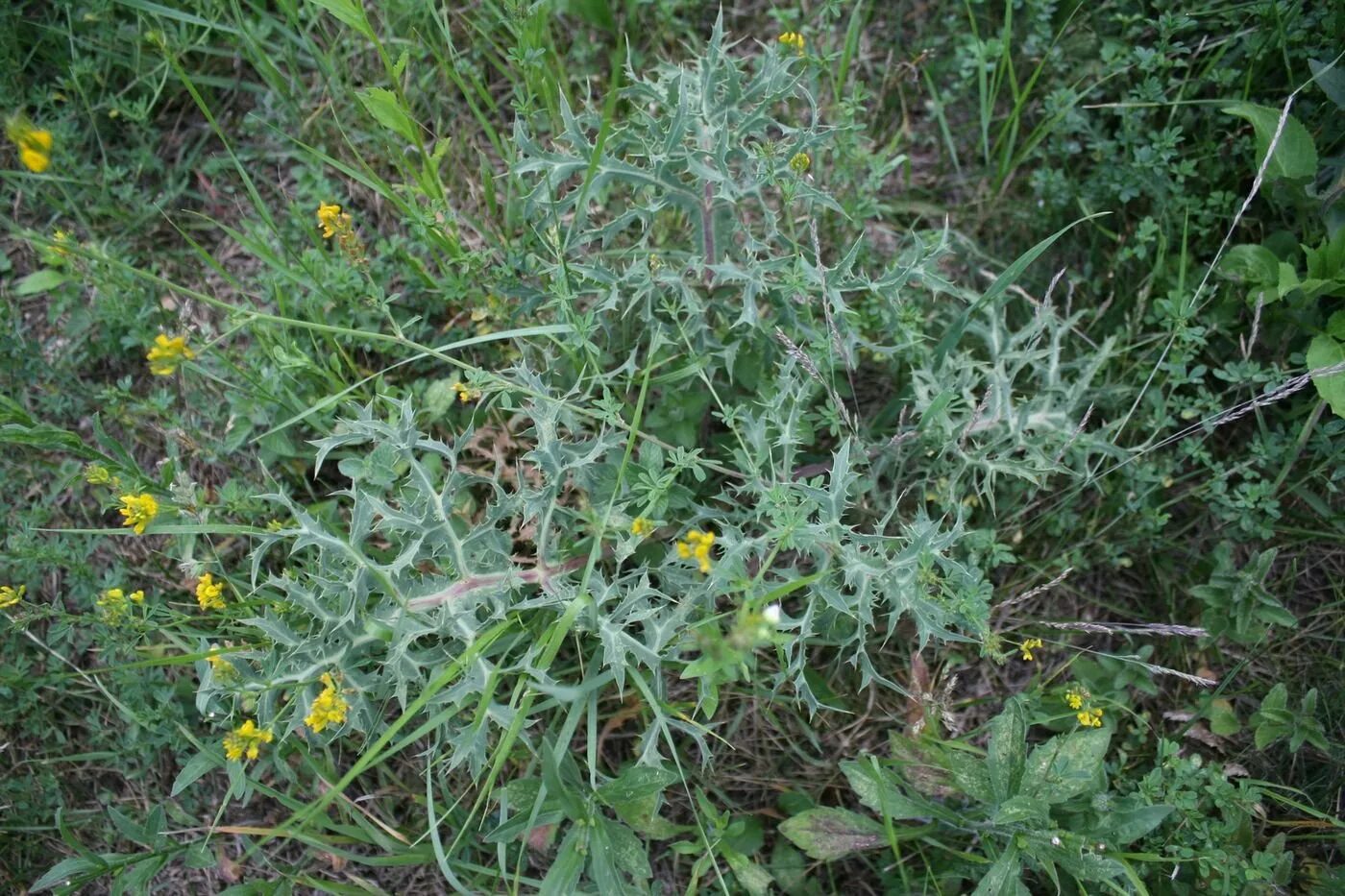 Кусты сорняки. Колючая сорная трава. Степная колючка Eryngium Campestre. Колючка Степная Крым. Волгоградская трава колючка.