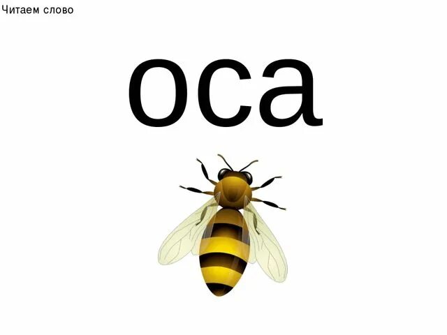 Пчелы 1 разбор. Слово Оса. Оса для дошкольников. Картинка Оса для детей в детском саду. Оса большими буквами.