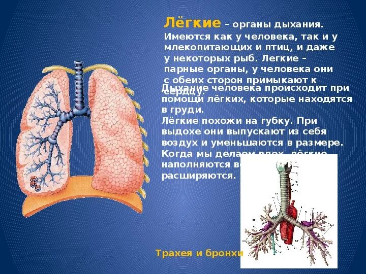 Парные органы организма. Названия парных органов у человека. 3 парных органах