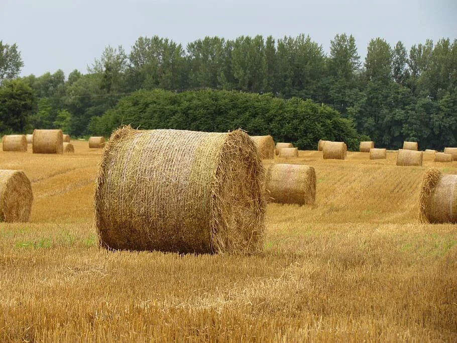 Сена обзор. СВОЛАКИВАНИЕ соломы. Straw Bale. Солома в тюках. Соломенные тюки.