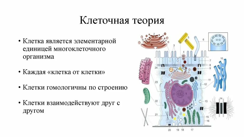 Теория клеточного строения животных. Клеточная теория простыми словами. цитология клеточная теория. клетка клеточная теория. теория клеточного строения.