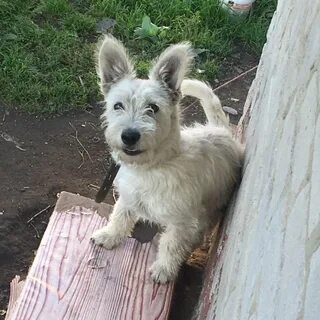 Отдам в добрые руки рязань