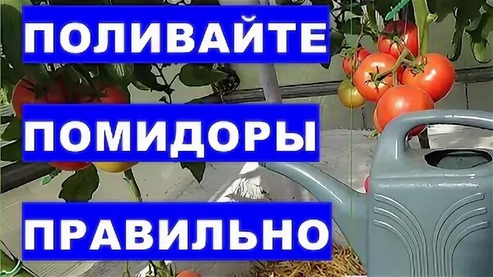 Сколько раз надо поливать помидоры в неделю