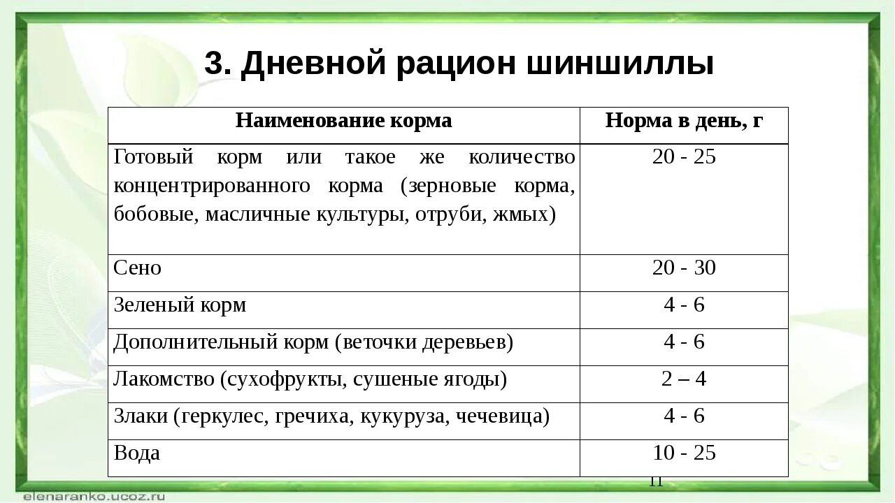 Что давать шиншиллам. Рацион кормления шиншилл таблица. Рацион питания шиншиллы. Кормление шиншиллы рацион. Сколько надо давать корма шиншилле.