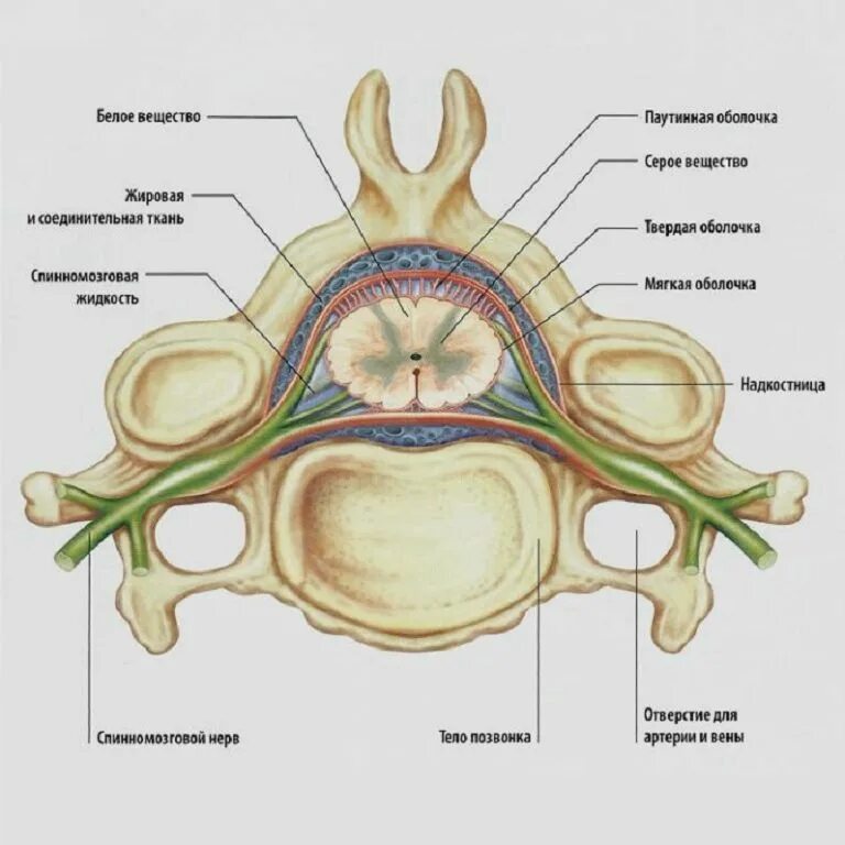 Центральный спинномозговой канал. Строение спинного мозга в позвоночном канале. Спинной мозг человека в позвоночном канале. Спинной мозг в позвоночном разрезе. Строение позвонка со спинным мозгом.