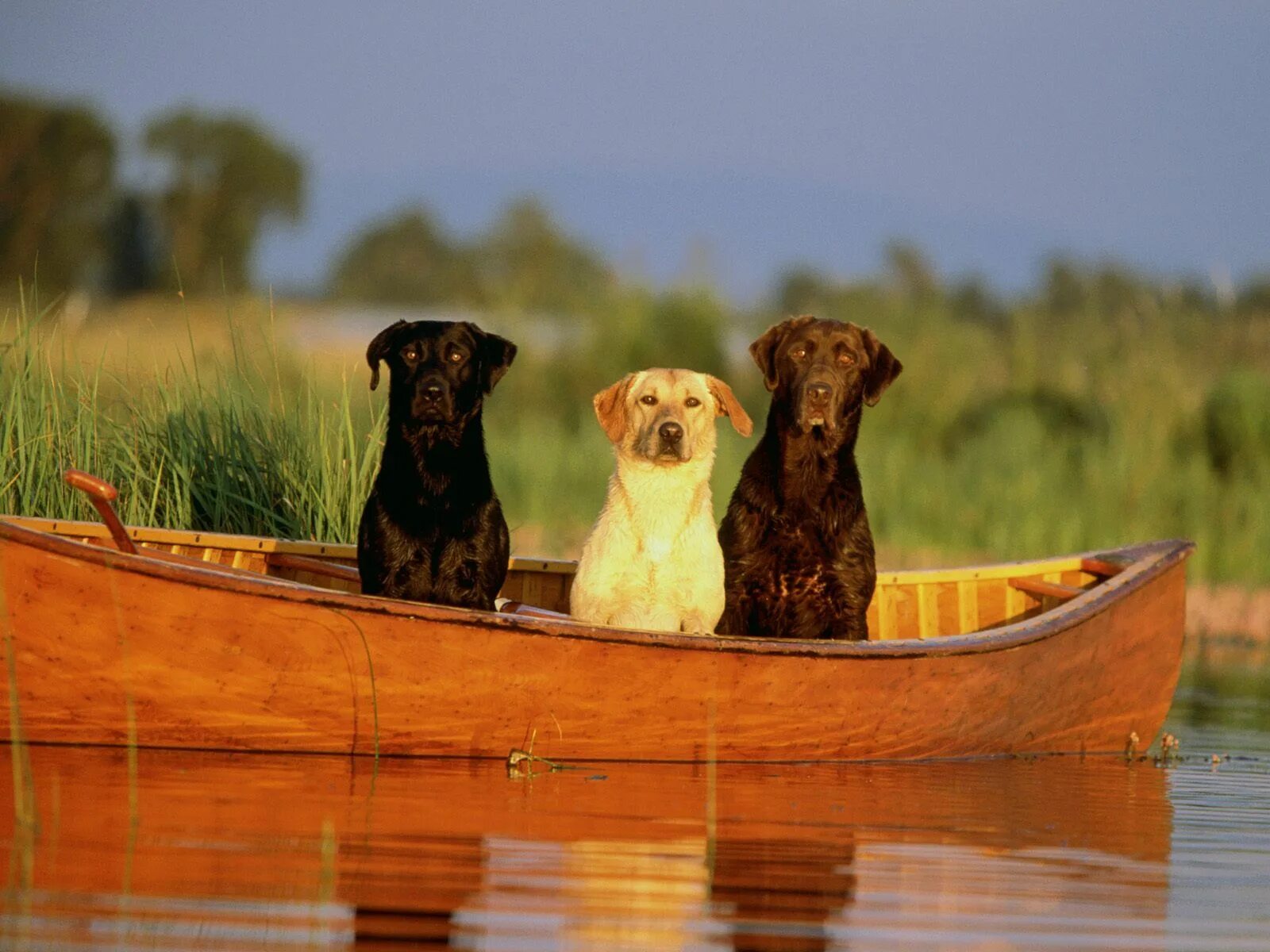 Собака в лодке мем Pin by plumonk on meme Cute animal memes, Animal memes, Creepy pictures