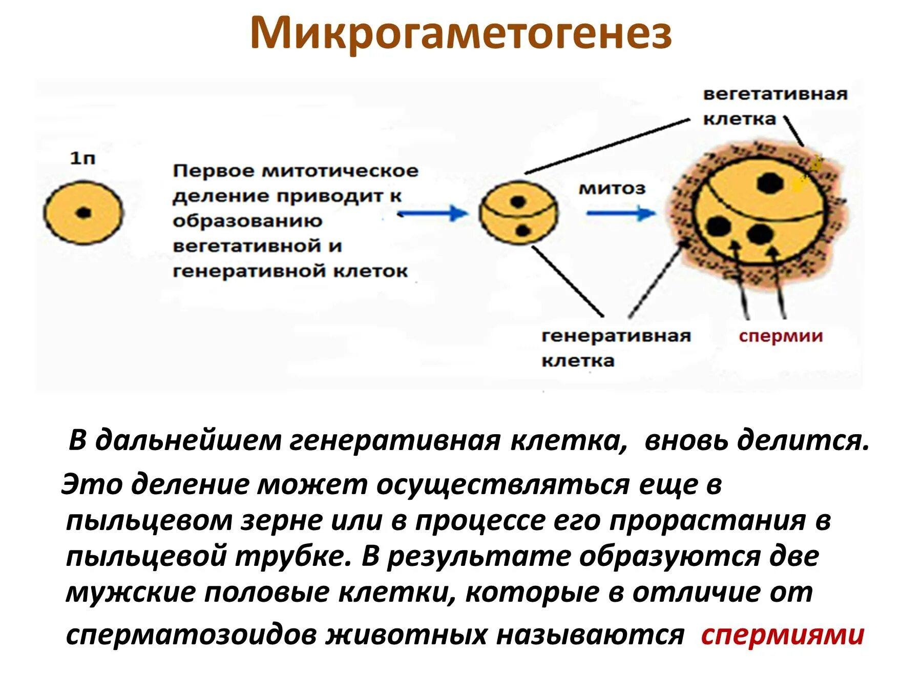 Генеративная клетка набор хромосом. Вегетативная клетка пыльцевого зерна набор. Микрогаметогенез схема. Схема микроспорогенеза и микрогаметогенеза у цветковых растений. Схема образования и развития пыльцевого зерна.