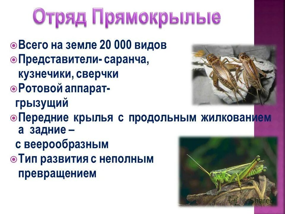жизненные циклы насекомых с полным и неполным превращением. сверчок полное или неполное превращение. отряд прямокрылые размножение. развитие с неполным превращением. развитие с неполным превращением сараняи.