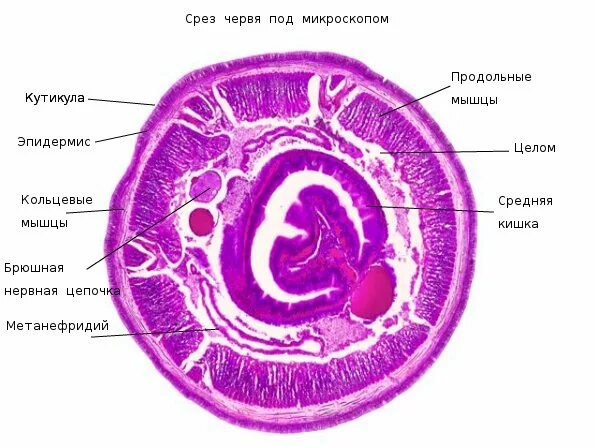 Срез червя под микроскопом. Поперечный срез земляного червя. поперечный срез дождевого червя препарат. поперечный срез дождевого червя. строение поперечного среза червя.