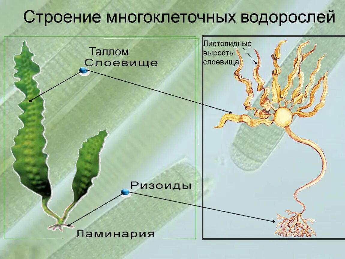 Слоевище зеленых водорослей. Строение многоклеточной водоросли ламинарии. Ламинария порфира. Строение многоклеточных водорослей. Строение таллома бурых водорослей.