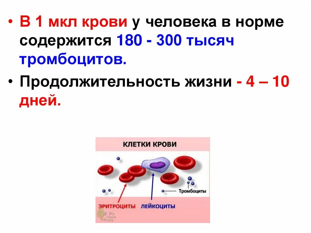 Строение и состав крови человека. Состав и функции крови рисунок. Кровь человека строение и функции. Состав и функции крови человека.