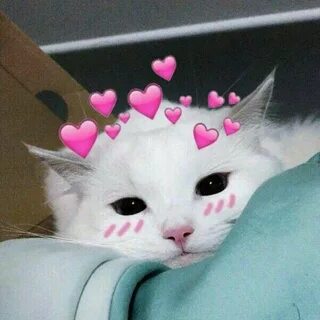 Милые котята.